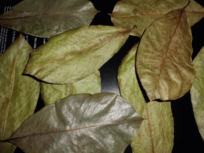 
Dried Soursop Leaves / Graviola Leaf - Organic Herb - Product of Vietnam 
