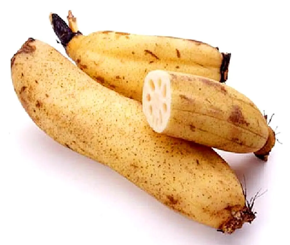 Frozen lotus whole Sliced Cheapest price/ HOLIDAY