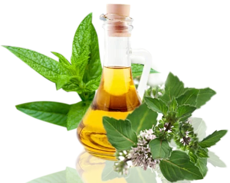 Organic Food Grade 100% Pure & Natural  Mentha Piperita Peppermint Essential Oil