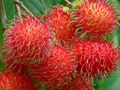 Свежие фрукты Rambutan-свежий Rambutan-Вьетнам свежий Rambutan WHATSAPP + 0084 845639639