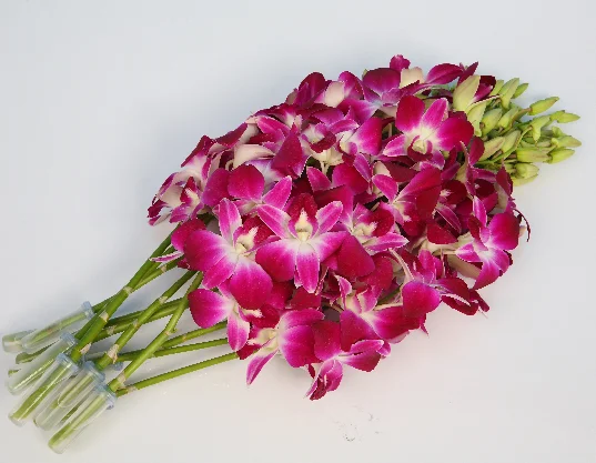  Оптовая продажа свежих цветов дендробиума сонии тайской орхидеи от фермы-Премиум качество @ Лучшая цена попробуйте нас!