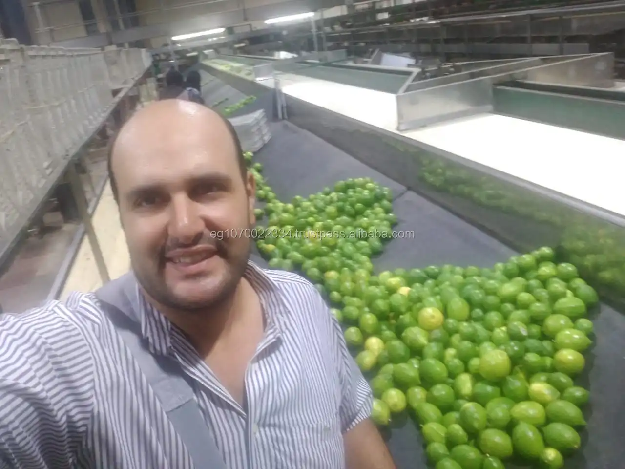 Fresh seedless lime to Thailand