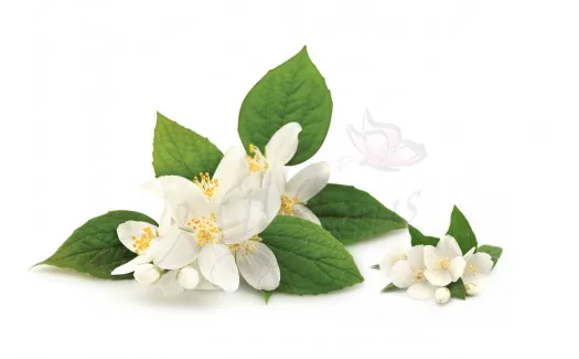 Индийский № 1 Jasmine Sambac Hydrosol, производитель для оптового экспорта