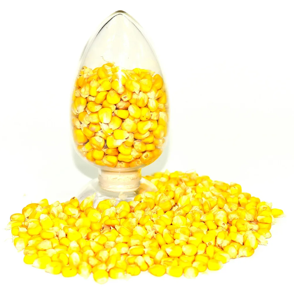 
Yellow Corn Grain 