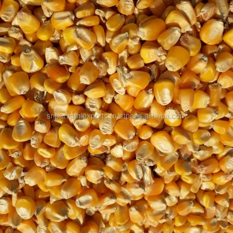 
Yellow Maize 