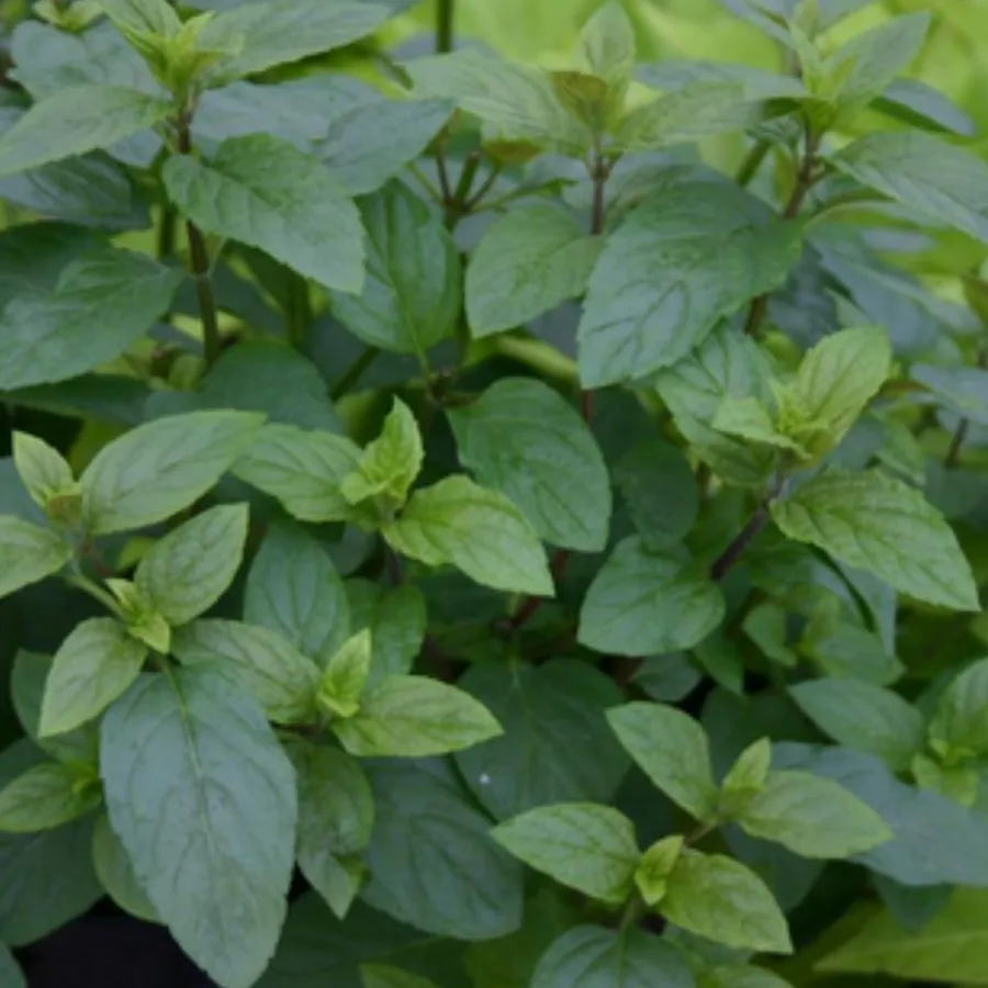 Chocolate Mint 100% organic Natural and Pure Hydrosol Floral Water