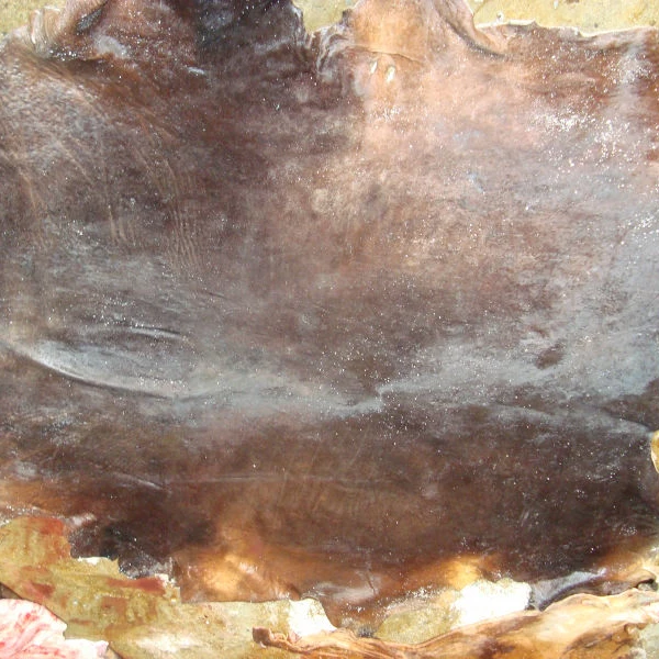 
Wet salted cowhide - buffalo skin sale 2021 