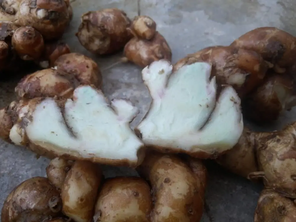 Fresh SAND GINGER top quality, contact +84984418844 w