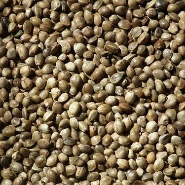 
Hemp Seeds,High quality Hemp Seeds For Sale,Hemp Seeds of best quality 