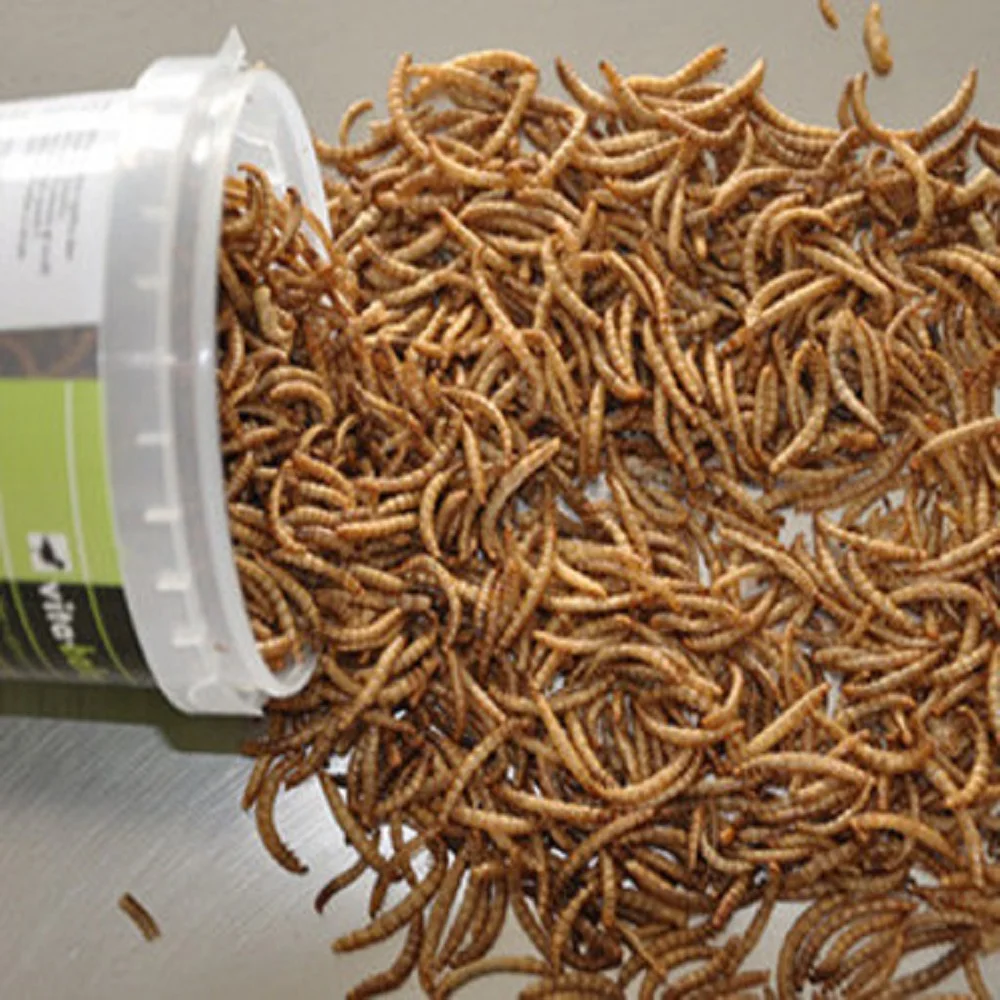 Dried mealworm pupa treat for poultry and livestock,dried mealworm pupa from Qingdao