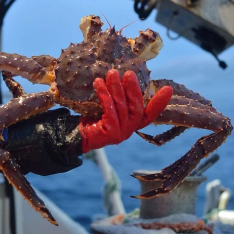 
Live King Crab, Norwegian Red King Crab, King Crab 