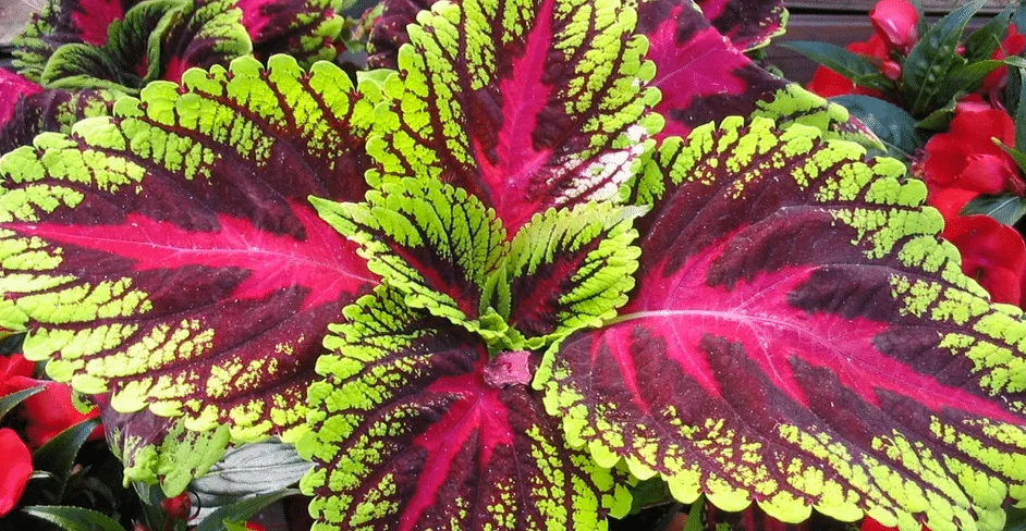 Top quality Coleus Forskohli Extract Coleus forskolin colforsin makandi maohouqiaoruihua pashanabhedi