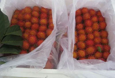 Экспорт фруктов rambutan, Вьетнам