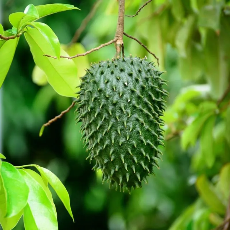 CHEAP PRICE ON SALE FROZEN SOURSOP HIGH QUALITY EXPORT FROM VIETNAM /Ms.Min whatsapp +84 327 524 535