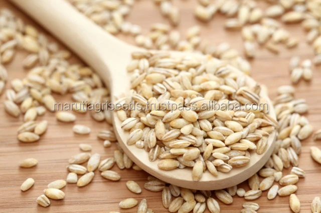 Indian Exporter Of Barley Seeds For Iceland