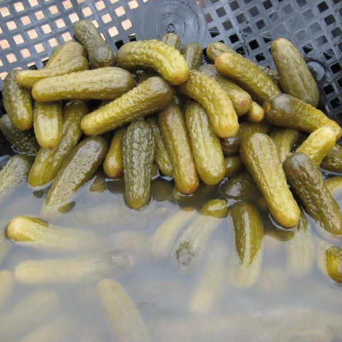 Fermented Cucumbers