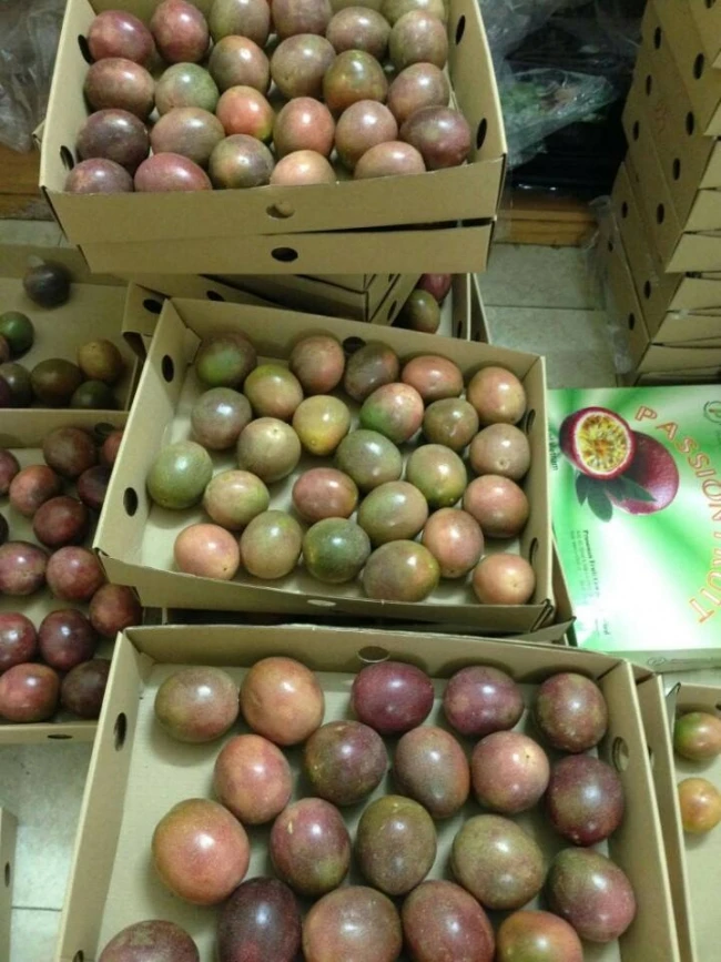 Свежий фрукт страсти-высокое качество и Лучшая цена