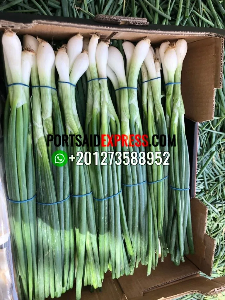 
fresh green onion , fresh spring onion BY AIR AND BY SEA 
