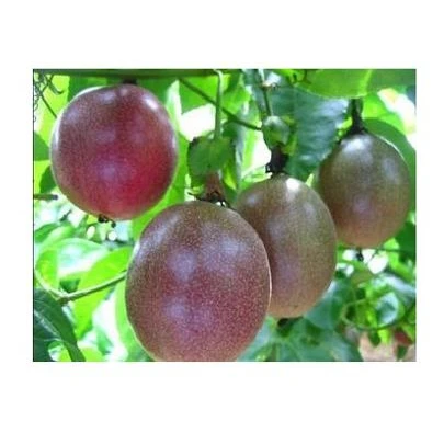 100% натуральные вьетнамские страсти (Whatsapp: + 84 845 639