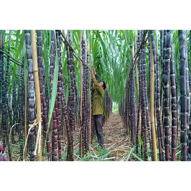 SWEET NATURAL SUGARCANE  FROM VIET NAM