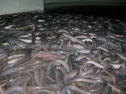 Live Eel Fish With cheap price / eel fish wholesales