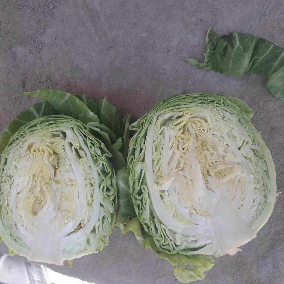 Fresh Cabbage