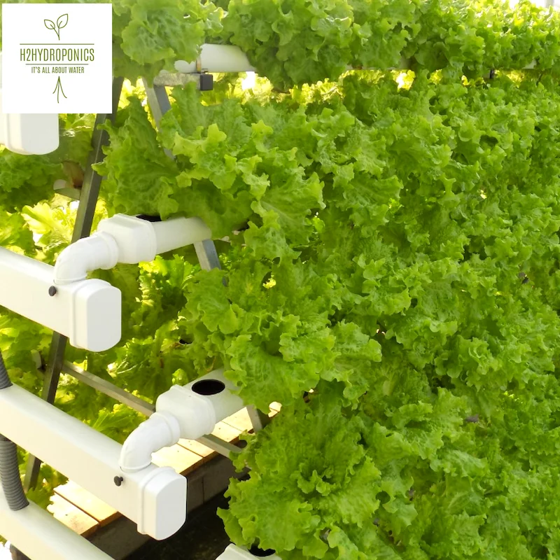 Premix Fertilizer formula for hydroponic growing systems and organic production