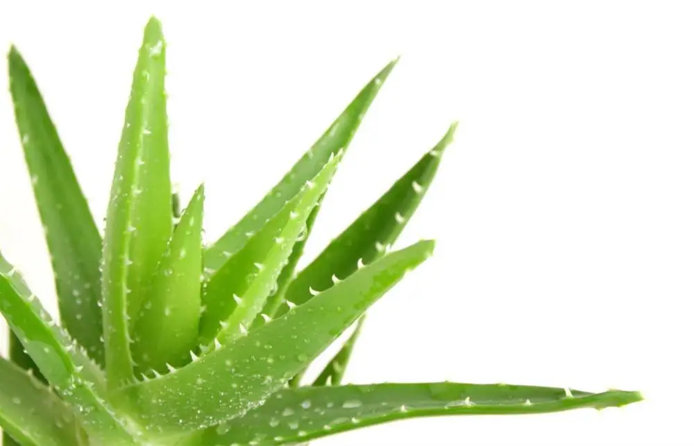 ALOE VERA GEL