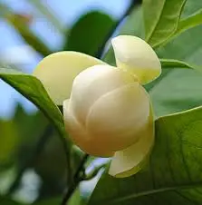 GMP Certified Pure And Natural With High quality Champaca White Essential Absolute Oil