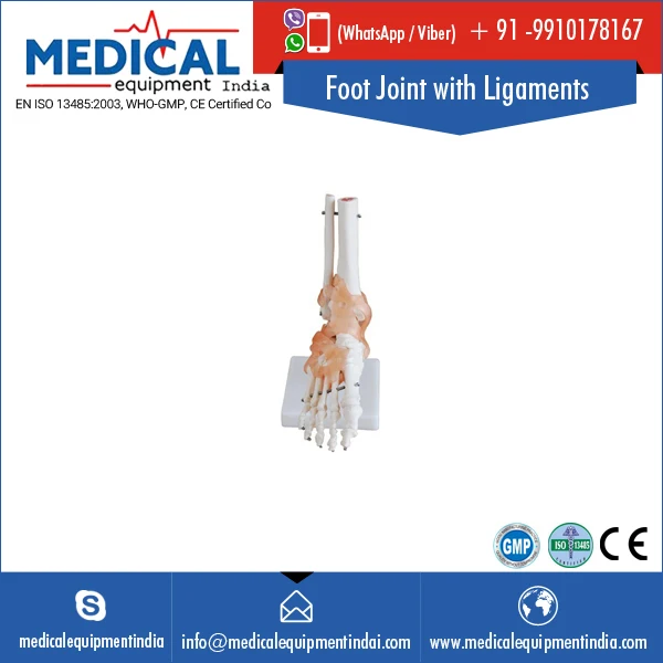 Bulk Sale Foot Joint with Ligaments Model For Medical Lab