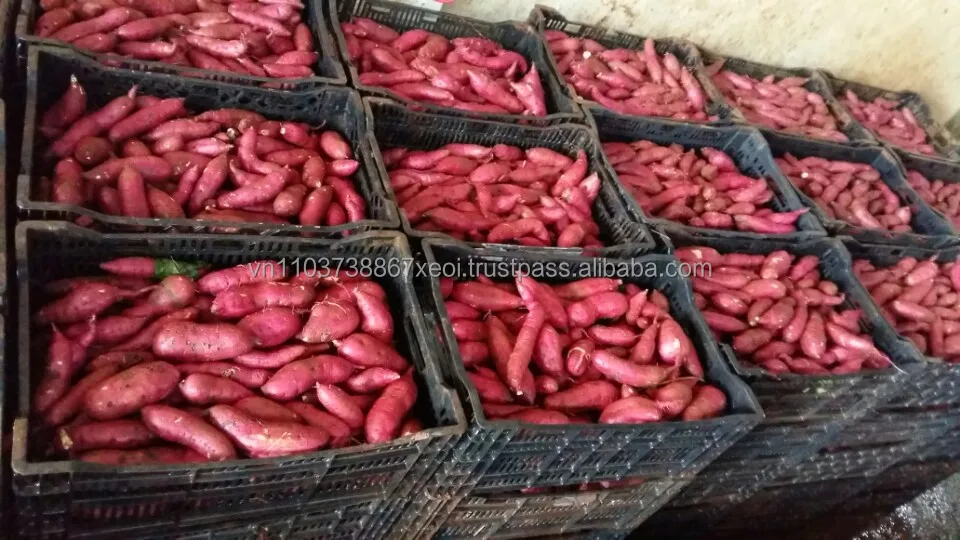 HIGH QUALITY JAPANESE SWEET in 2021 sweet potato cheap price  +84-845-639-639