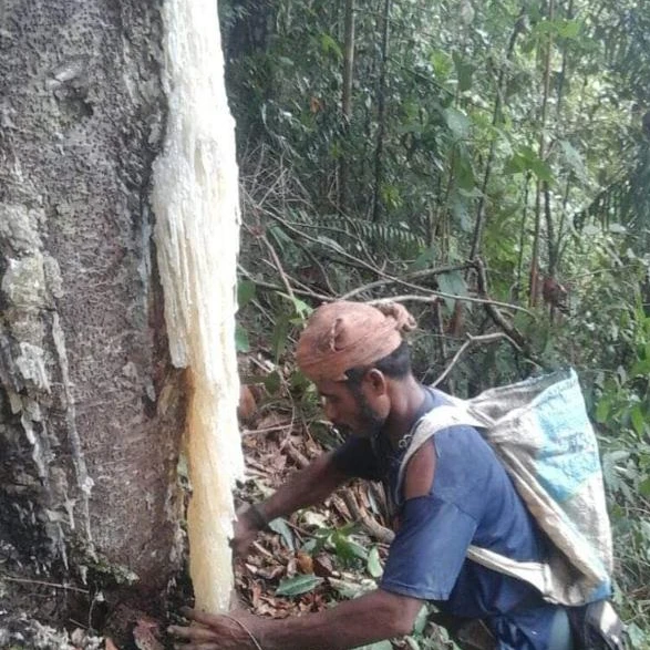 
Gum Benjamin, Gum Rosin, Gum Benzoin 