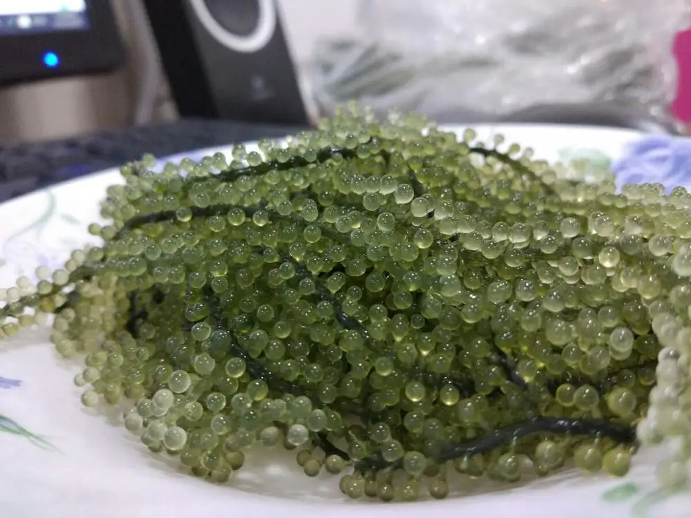 Dried Sea Grape With Competitive Price From Vietnam