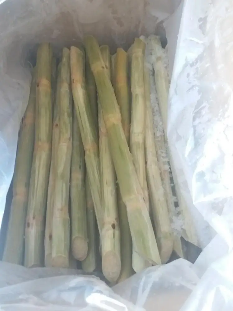 Fresh Sugar Cane/ Sugarcane