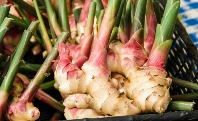 100% Fresh Cooking Pure Ginger Oil at Least Price