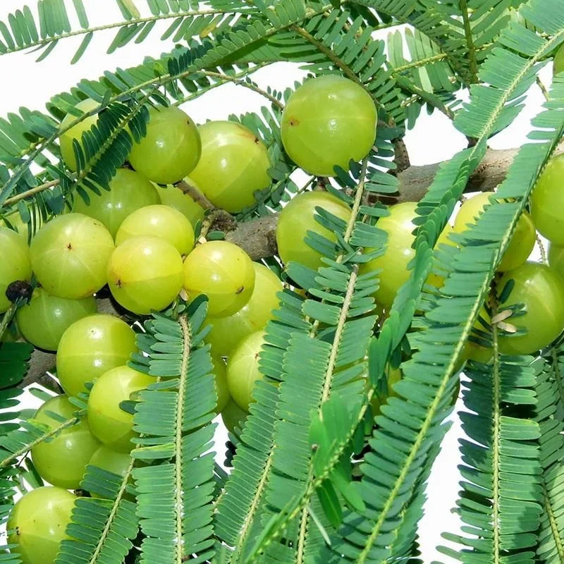 Amla Fruit Extract Powder