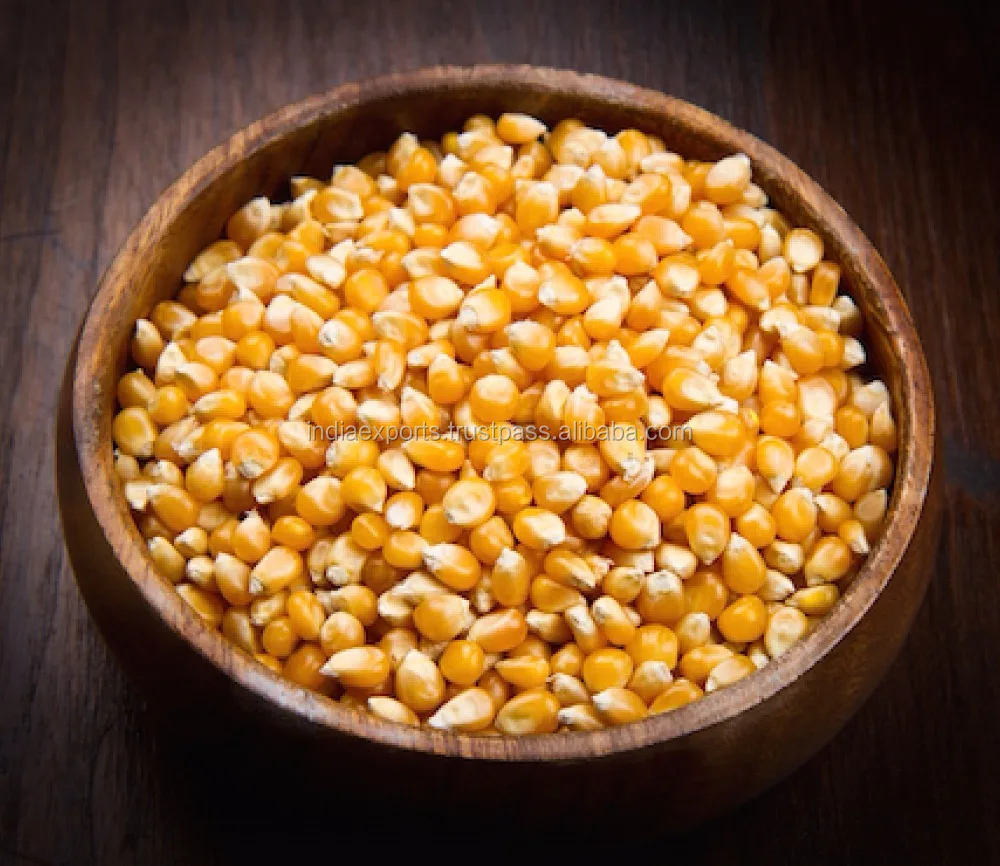 
Cattle Feed Yellow Maize 