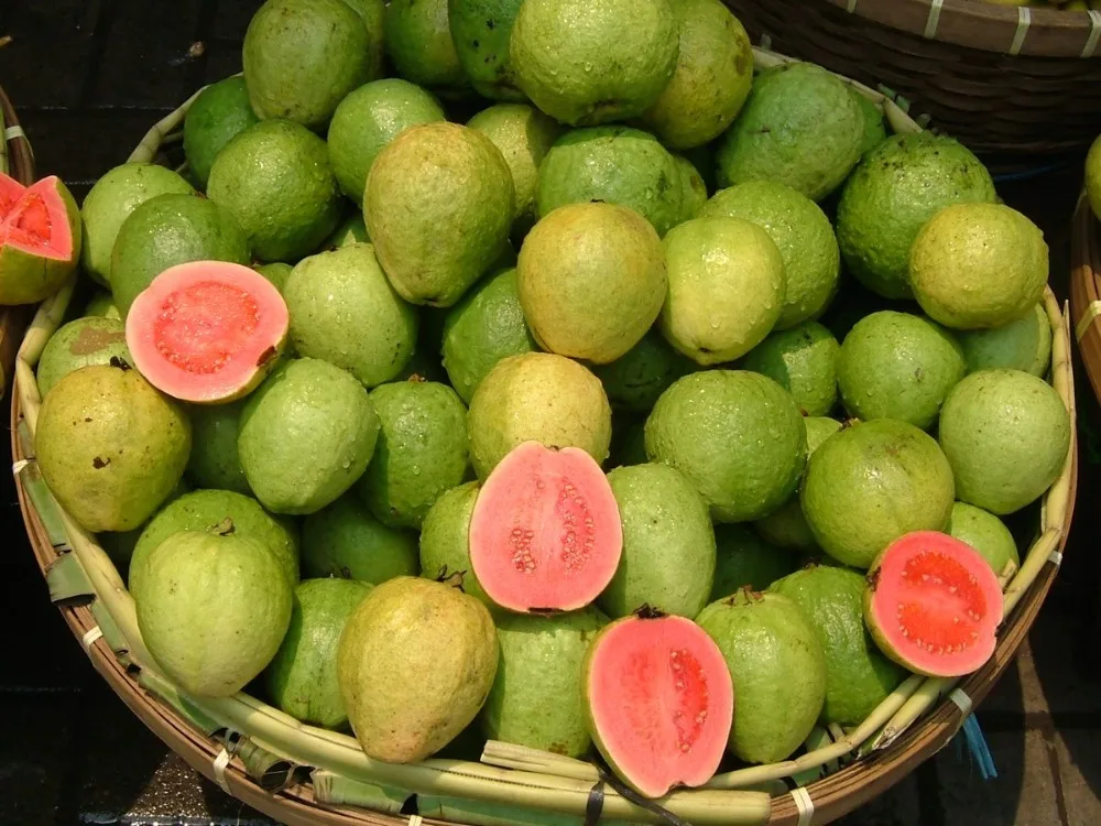 spray dried instant fruit powder Guava powder for sale from India