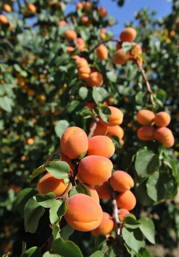 
Best Quality Juicy Fresh Apricot / Dry Apricot From South Africa 