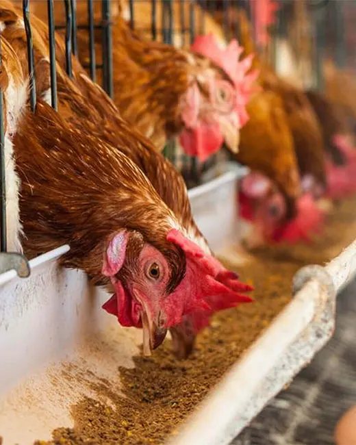 Популярный товар DDGS (Дистилляторы, сушеные зерна с растворимыми веществами) для корма для животных с канадским происхождения высокого качества