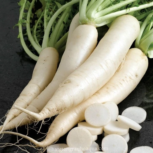 FRESH DAIKON RADISH in BIG SIZE 2020
