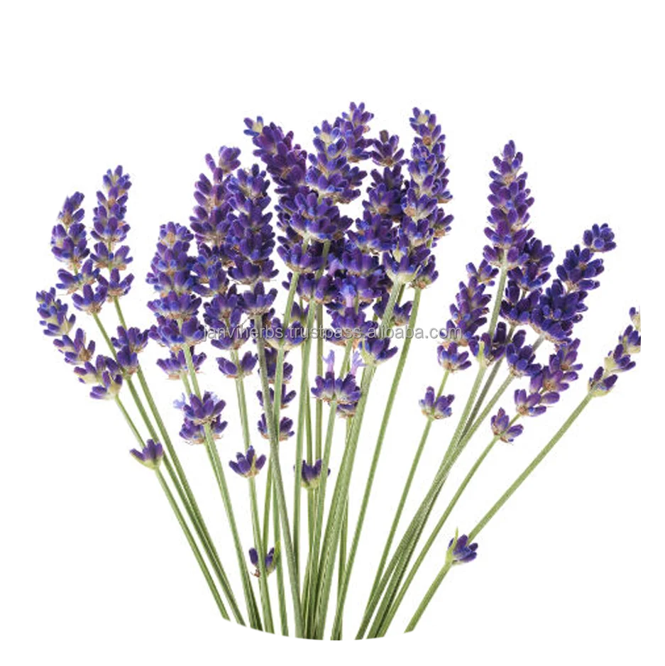 High Quality GMP Certified 100% Pure and Organic Lavender Oil