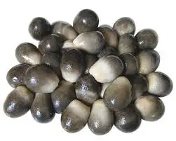 Wholesale HIGH QUALITY MUSHROOM/ Canned Mushroom / Canned Salted Mushroom From Vietnam
