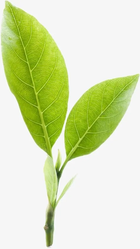 Beauty And Skin Care 100% Pure And  Natural Green Tea Essential Absolute Oil