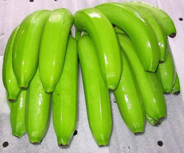 
Fresh Long Green Cavendish Banana Exporters In South Africa 