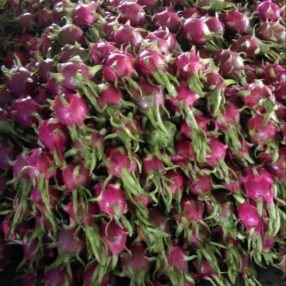 Свежий фрукт дракона на экспорт