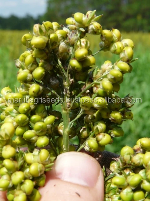 Sorghum Seeds For Indian