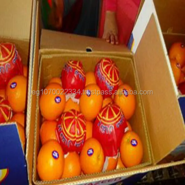 fresh navel orange from egypt