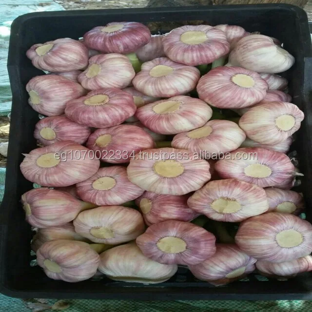 PREMIUM FRESH GARLIC! SPECIAL PRICE!