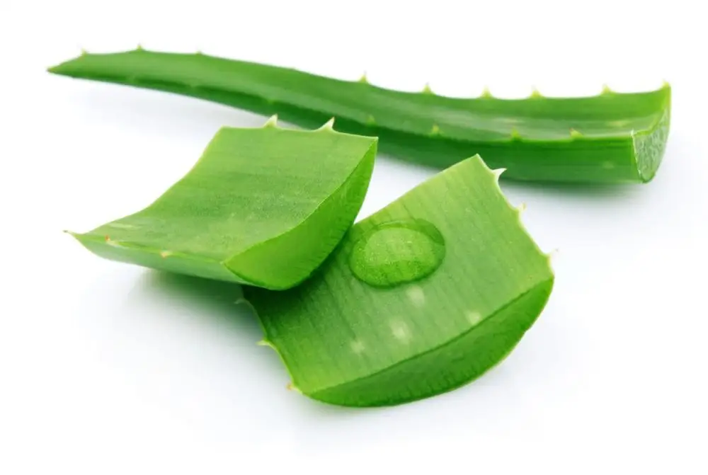 Diced Aloe Vera/ Aloe Vera Cube from Vietnam
